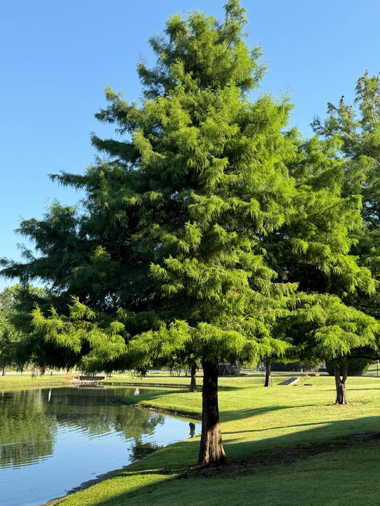 TAXODIUM DISTICHUM `SHAWNEE BRAVE`