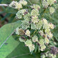 PYCNANTHEMUM VIRGINIANUM
