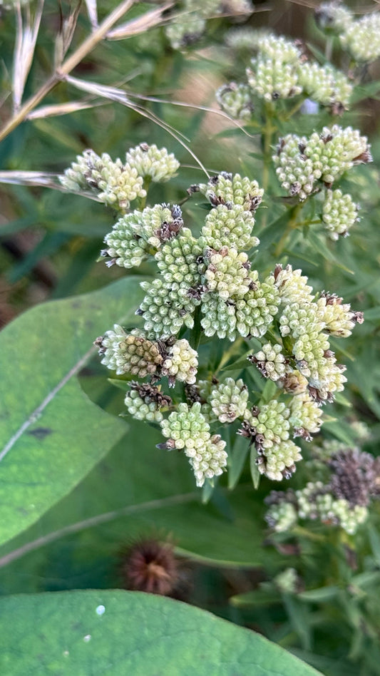 PYCNANTHEMUM VIRGINIANUM