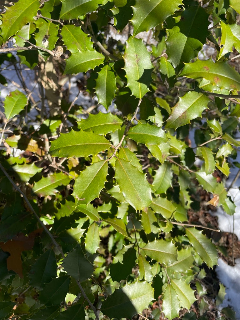 ILEX OPACA `JERSEY KNIGHT` - MALE