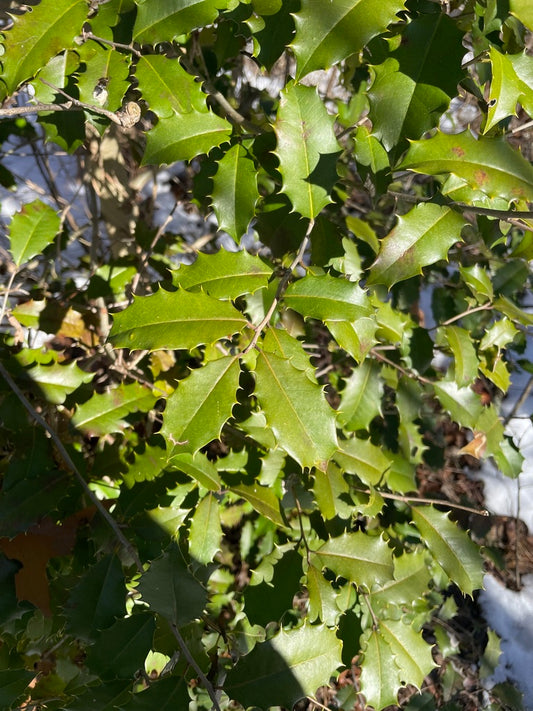 ILEX OPACA `JERSEY KNIGHT` - MALE