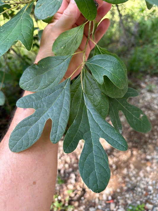 SASSAFRAS ALBIDUM-Sassafras