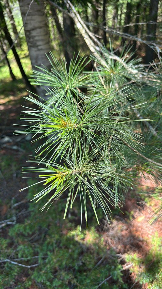 PINUS STROBUS `HORSFORD` - DWARF-Pine
