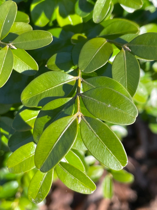 BUXUS SEMPERVIRENS `DEE RUNK`-Boxwood