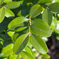 BUXUS semp. Dee Runk-Common boxwood