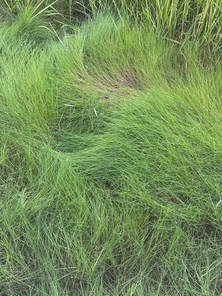 SPARTINA PATENS-saltmeadow cordgrass