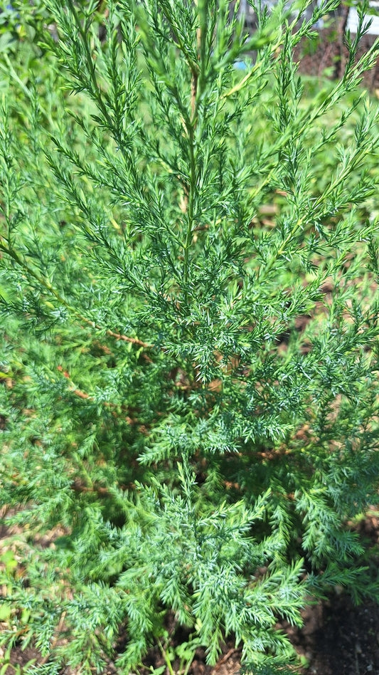 JUNIPER. virg. Taylor-Eastern red cedar
