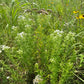 PYCNANTHEMUM VIRGINIANUM