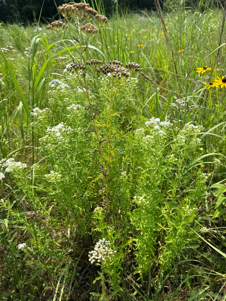 PYCNANTHEMUM VIRGINIANUM
