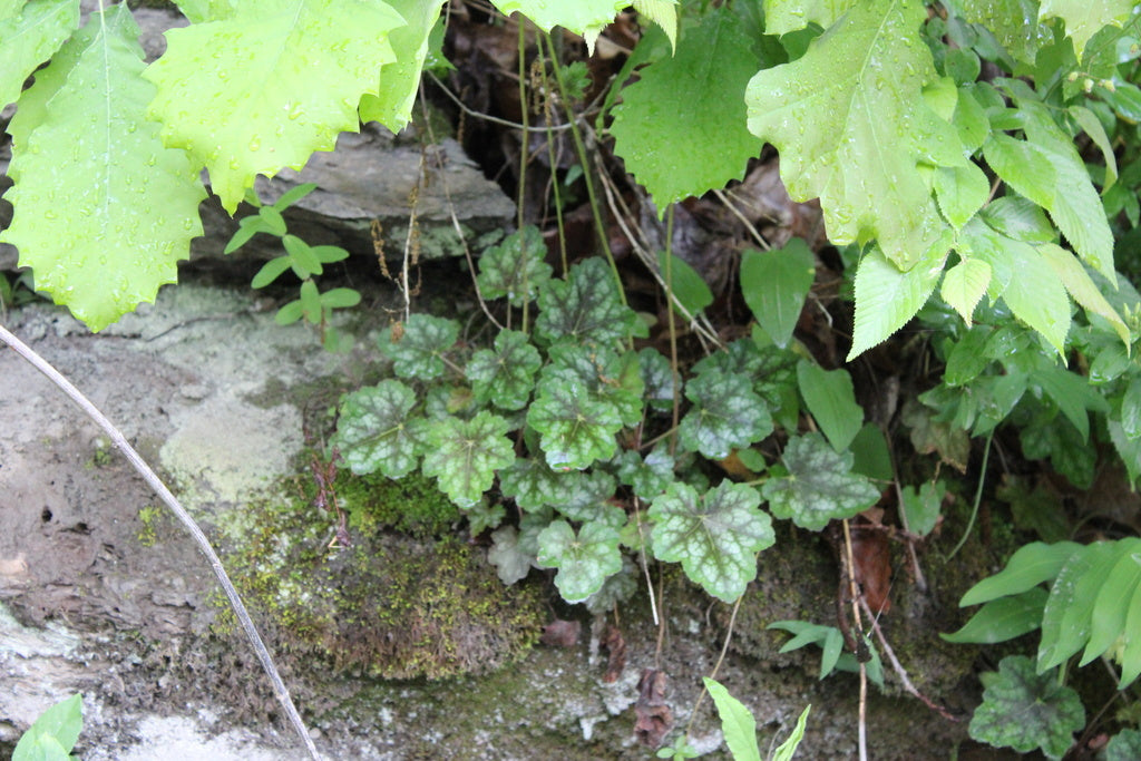 HEUCHERA LONGIFLORA