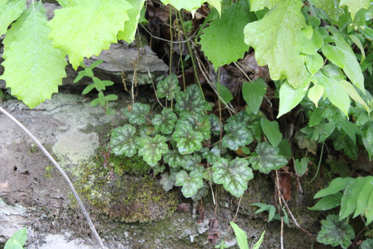HEUCHERA LONGIFLORA