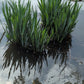 Iris versicolor 3.42L
