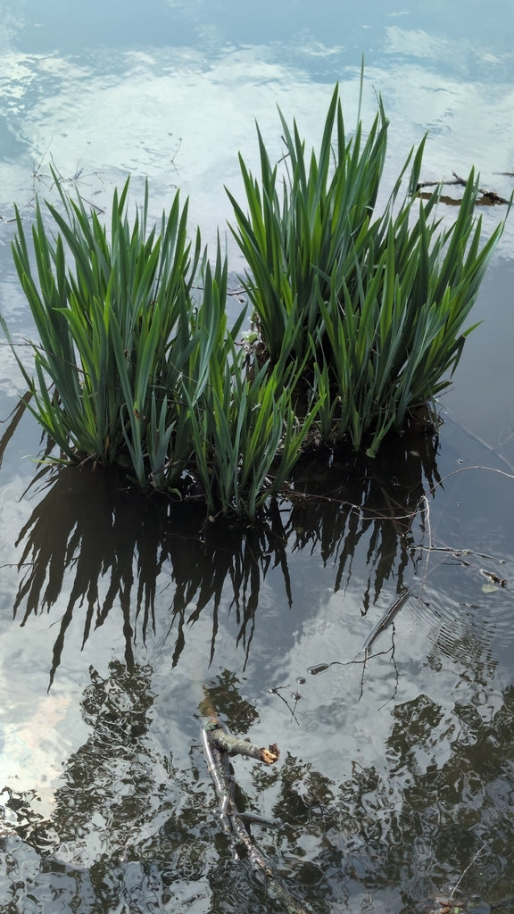 Iris versicolor 3.42L