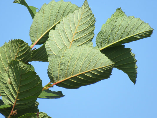 ALNUS RUGOSA