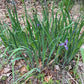 Iris versicolor 3.42L