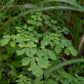 THALICTRUM ROCHEBRUNIANUM