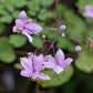 THALICTRUM ROCHEBRUNIANUM
