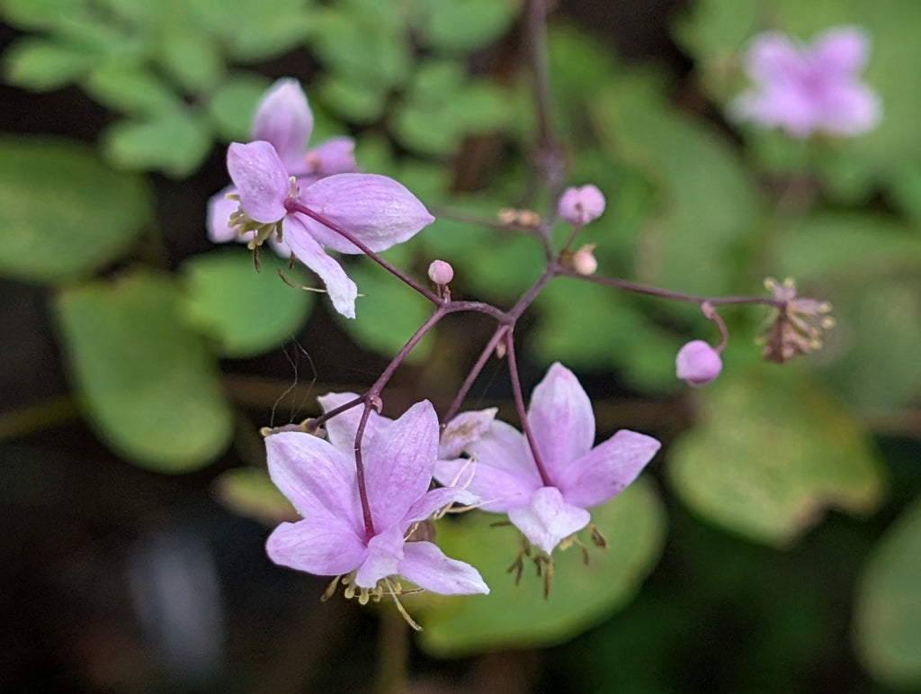 THALICTRUM ROCHEBRUNIANUM