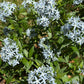 Amsonia Tabernaemontana 3.42 L