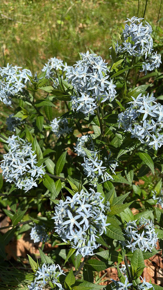 Amsonia Tabernaemontana 3.42 L