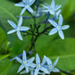 Amsonia Tabernaemontana 3.42 L