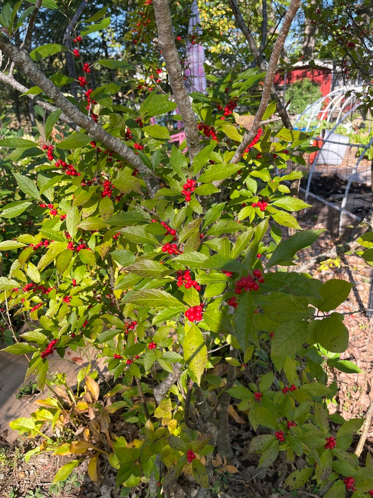 ILEX VERTICILLATA `SPARKLEBERRY`-Holly