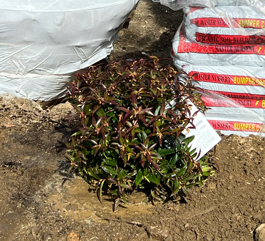 LEUCOTHOE AXILLARIS `REJOYCE`