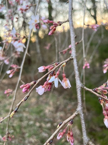 PRUNUS SUBHIRTELLA `AUTUMNALIS`-Flowering Cherry
