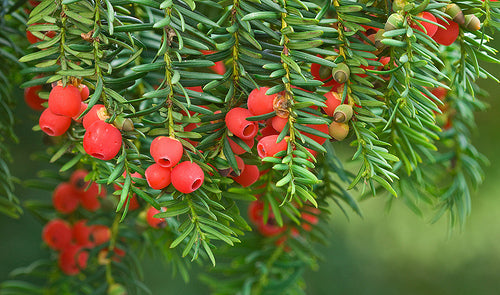 TAXUS BACCATA `REPANDENS`
