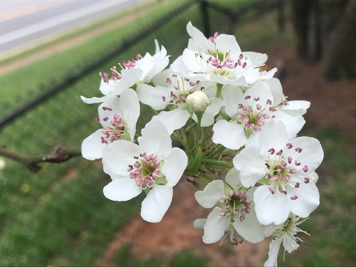 PYRUS X `D`ANJOU` (PEAR)-Pear