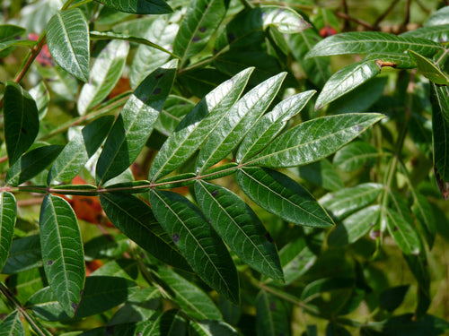 RHUS COPALLINA