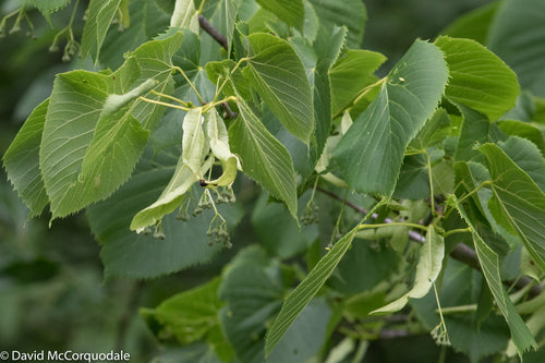 TILIA AMERICANA `REDMOND`