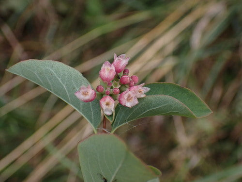 SYMPHORICARPOS X `HANCOCK`-Snowberry