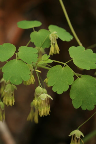 THALICTRUM DIOICUM-Meadow Rue