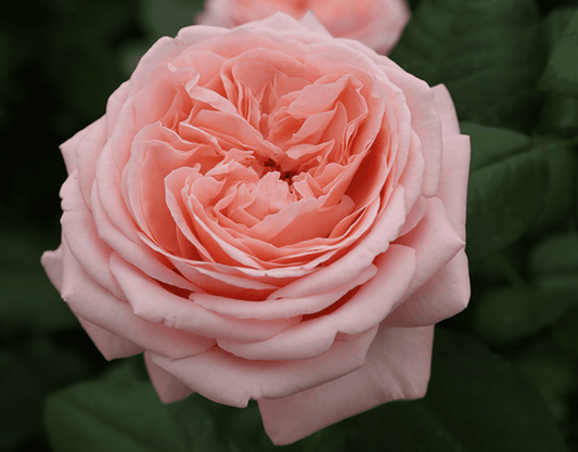 ROSA `MARTHA STEWART`™