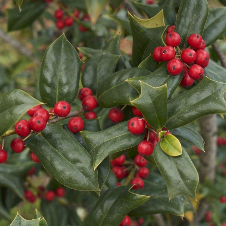 ILEX x aquipernyi Dragon Lady-Aquipern holly
