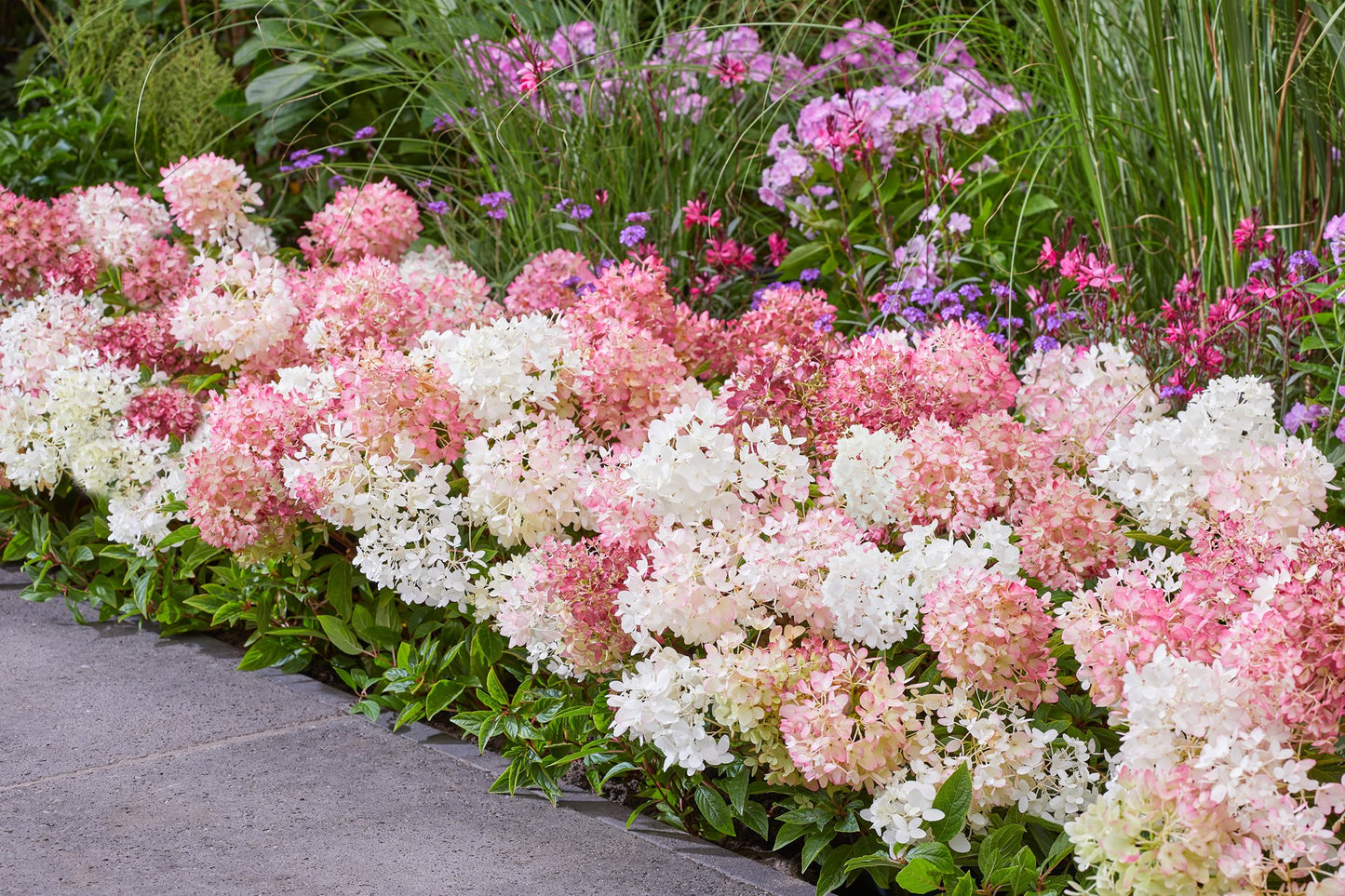 HYDRANGEA PAN. GROUNDBREAKER® `BLUSH`-Hydrangea