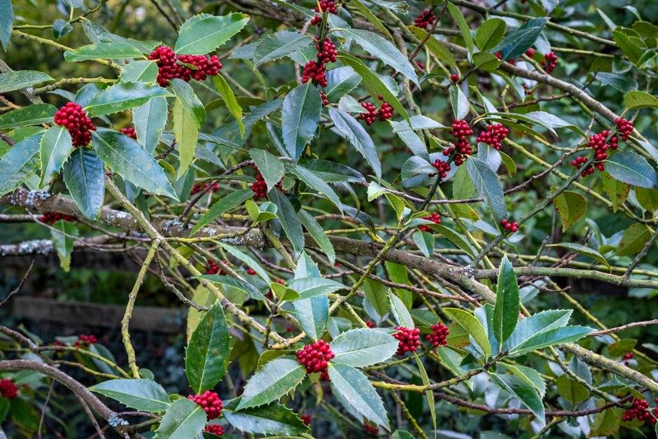 ILEX x koehneana Ruby 7-8'-Koehne holly