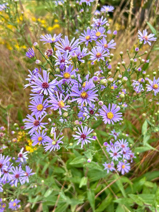 Symphyotrichum laeve Smooth Blue Eco59 3.42L
