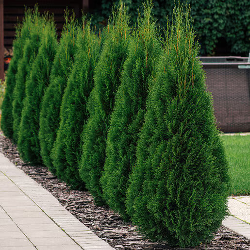 THUJA oc. Emerald Green-Eastern arborvitae