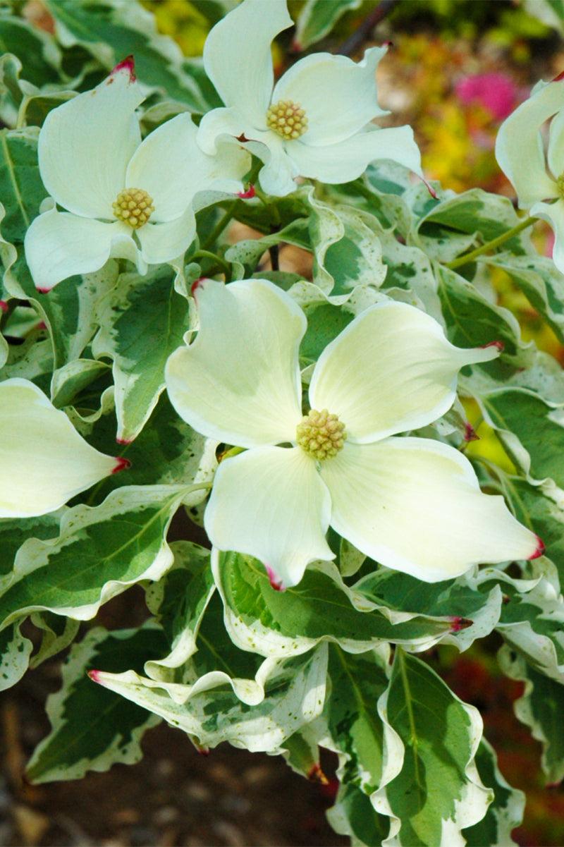 CORNUS k. Wolf Eyes-Kousa dogwood