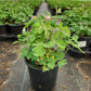 AQUILEGIA EARLYBIRD `PURPLE WHITE`