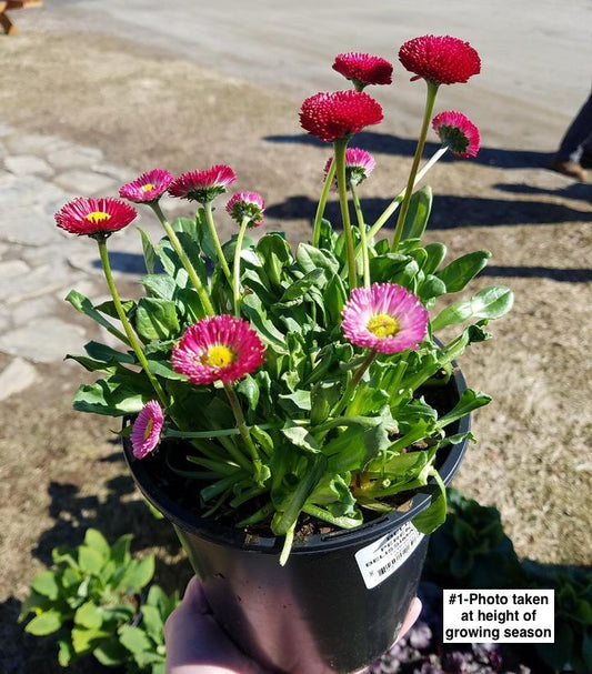 BELLIS PERENNIS BELISSIMA `RED`