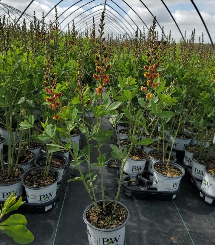 BAPTISIA DECADENCE `CHERRIES JUBILEE`