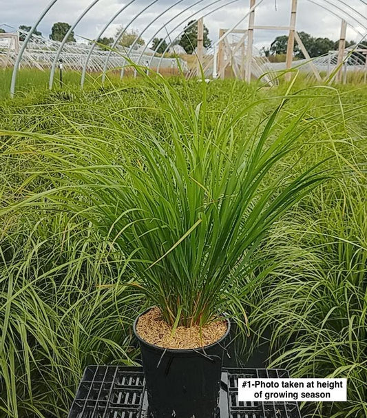 CALAMAGROSTIS BRACHYTRICHA