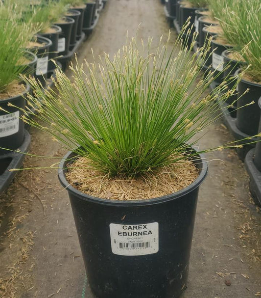 CAREX EBURNEA