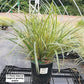 CAREX O. EVERCOLOR `EVERGLOW`