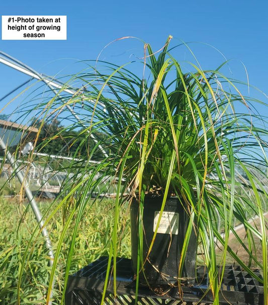 CAREX `RIBBON FALLS`