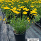 COREOPSIS LI`L BANG `GOLDILOCKS`