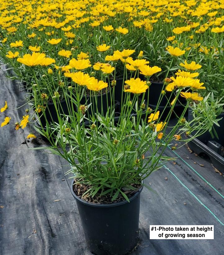 COREOPSIS LI`L BANG `GOLDILOCKS`